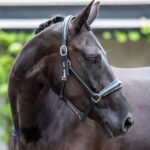 Otto Schumacher Fineline Headcollar Black with Plain