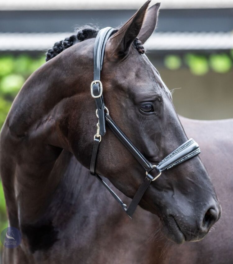 Otto Schumacher Fineline Headcollar Black with Plain